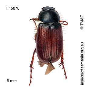 Heteronyx dimidiata