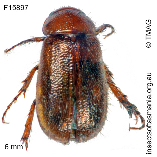 Species image