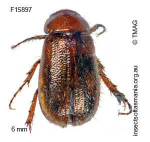 Heteronyx diversiceps