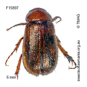 Heteronyx diversiceps