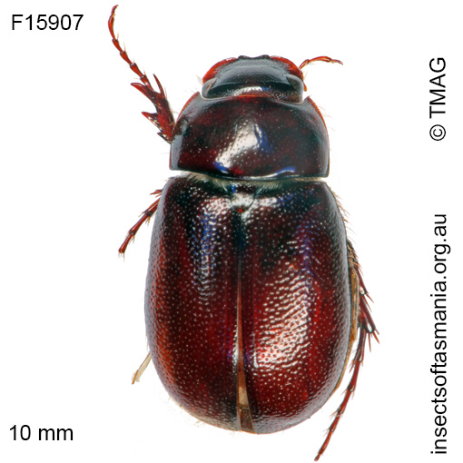 Species image