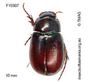 Heteronyx elongatus