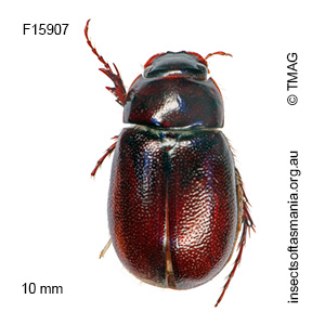 Heteronyx elongatus