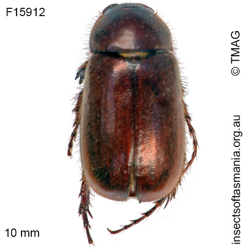 Species image