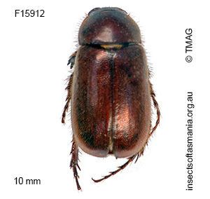 Heteronyx excisus