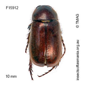 Heteronyx excisus