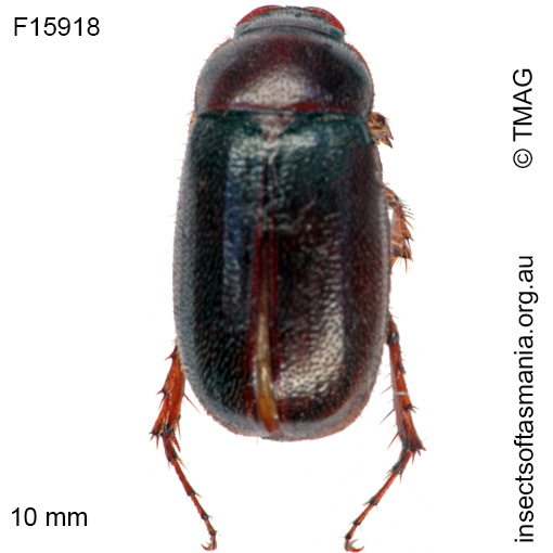 Species image