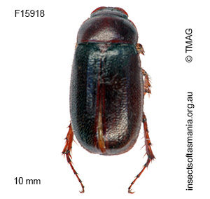 Heteronyx fumata