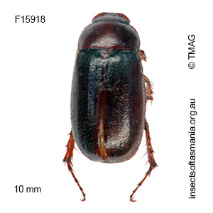 Heteronyx fumata