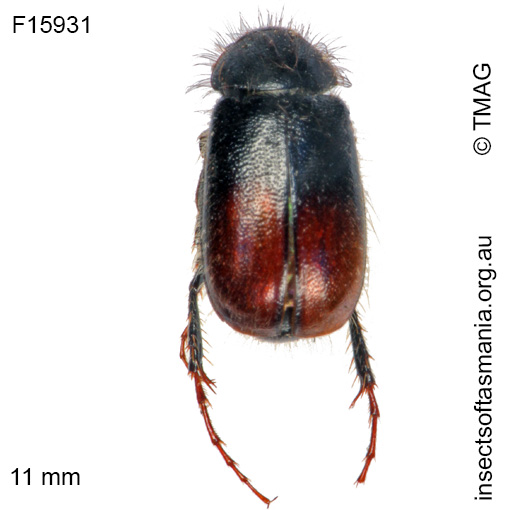 Species image