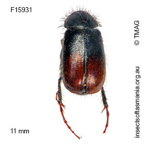 Heteronyx hirtuosus