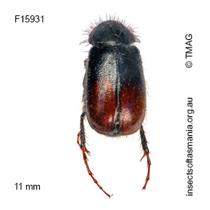 Heteronyx hirtuosus