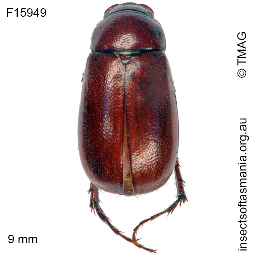 Species image