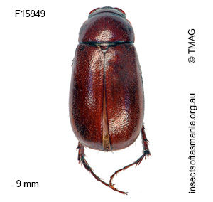 Heteronyx montanus