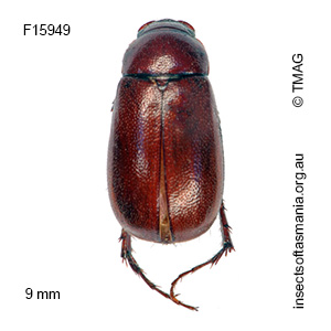 Heteronyx montanus