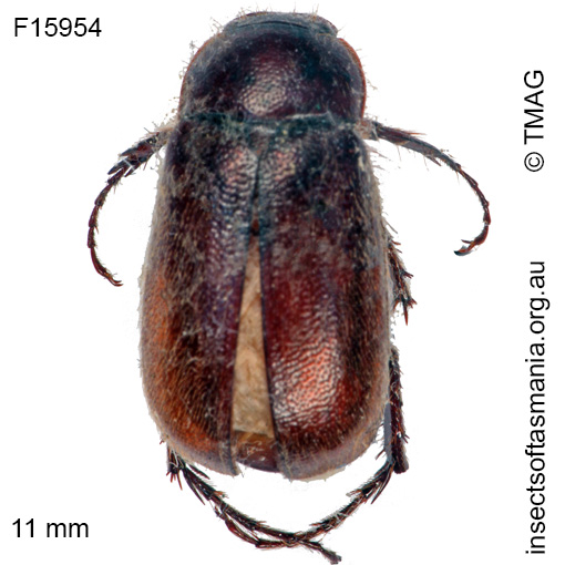 Species image