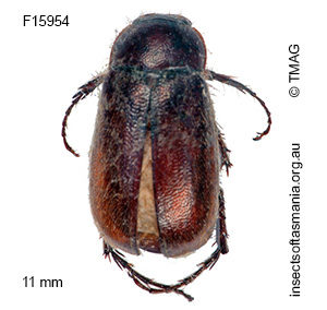 Heteronyx oblongus