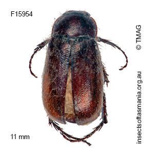 Heteronyx oblongus