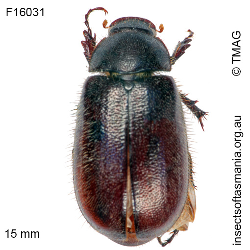 Species image