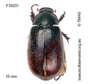 Heteronyx pilosellus