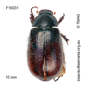 Heteronyx pilosellus