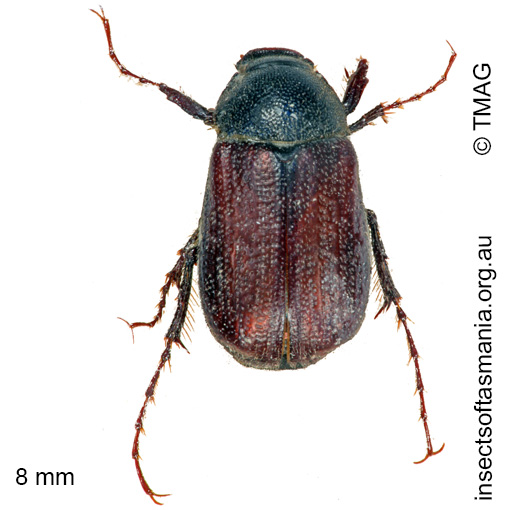 Species image
