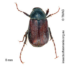 Heteronyx planiceps