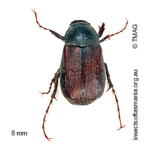 Heteronyx planiceps