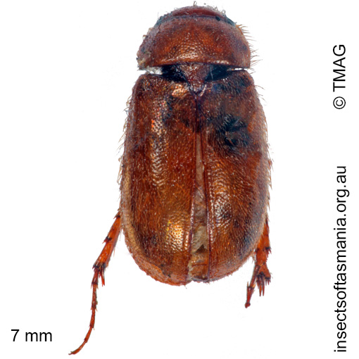 Species image