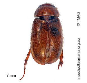 Heteronyx praecox