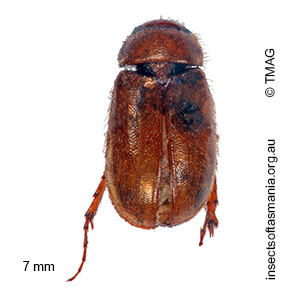 Heteronyx praecox