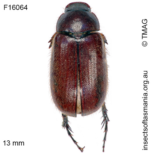Species image