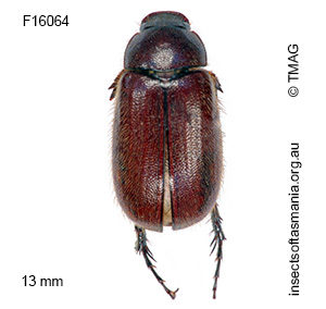 Heteronyx pubescens