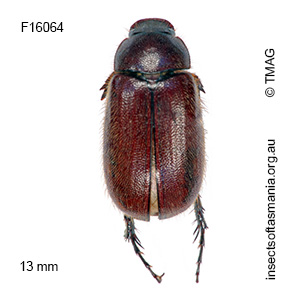 Heteronyx pubescens