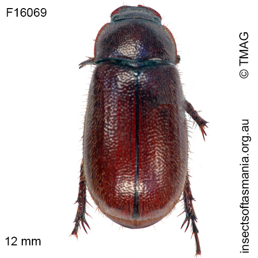 Species image
