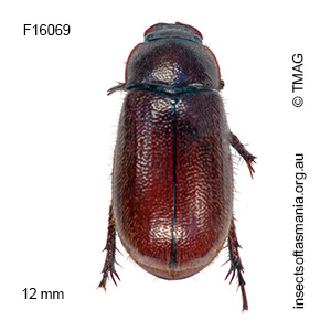 Heteronyx quadraticollis