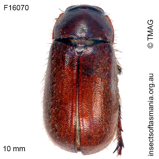 Species image