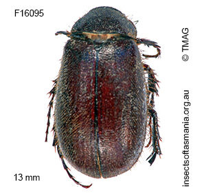 Heteronyx tasmanicus