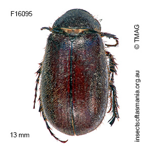 Heteronyx tasmanicus