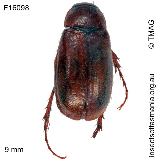 Species image
