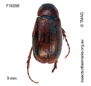 Heteronyx terrena