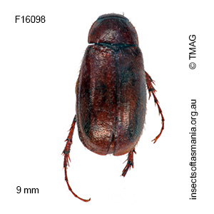 Heteronyx terrena