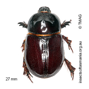 Pimelopus nothus