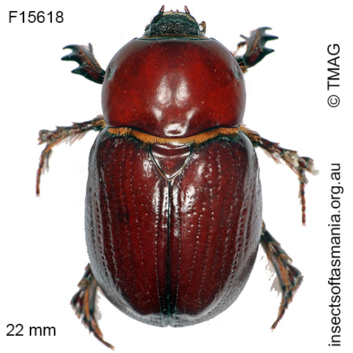 Species image