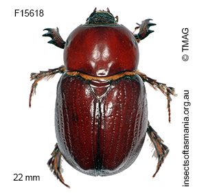 Pimelopus porcellus