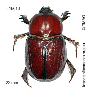 Pimelopus porcellus