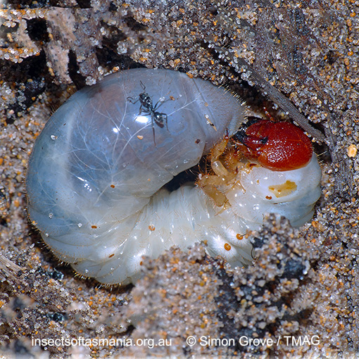 Species image