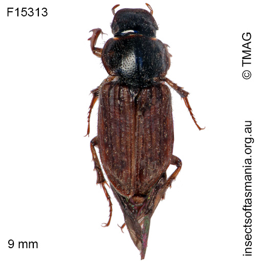 Species image