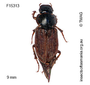 Podotenus erosus