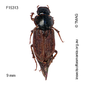Podotenus erosus